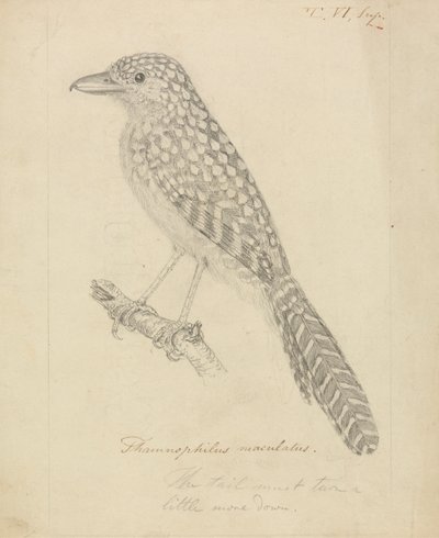 Mrówczak plamisty autorstwa James Sowerby