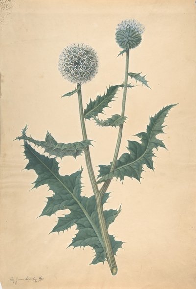 Studium ostu przed 1822 r. autorstwa James Sowerby