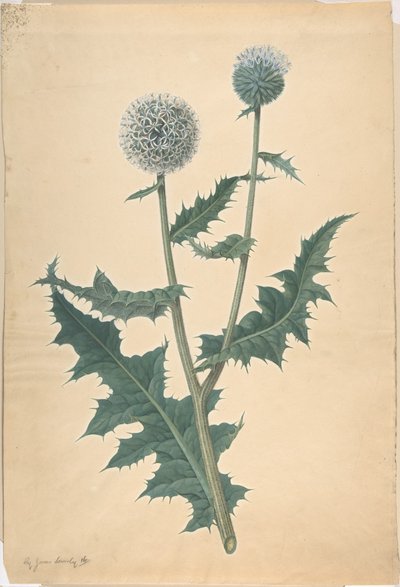 Analiza ostu autorstwa James Sowerby