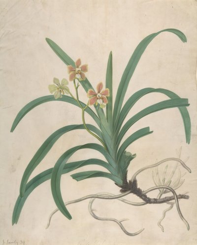 Studium orchidei Vanda Roxburgia przed 1822 rokiem. autorstwa James Sowerby