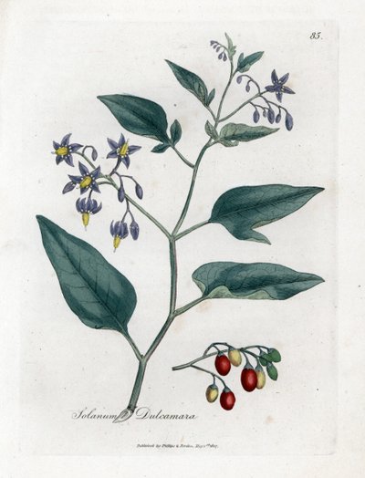 Słodko-gorzka lub słodko-gorzka psiankowata - Wsianka psiankowata, Solanum dulcamara. Ręcznie kolorowany miedzioryt z ilustracji botanicznej autorstwa Jamesa Sowerby