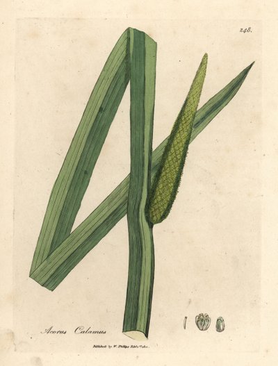 Słodka flaga, długopis Acorus autorstwa James Sowerby