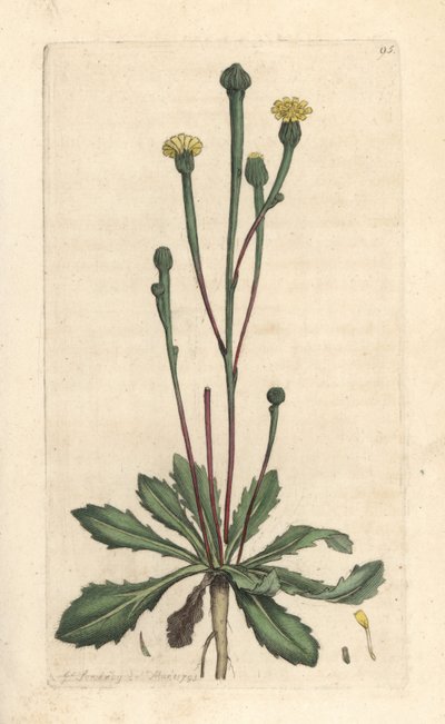 Succory swin, Arnoseris minima (Hyoseris minima). Miedzioryt ręcznie kolorowany według ilustracji autorstwa Jamesa Sowerby
