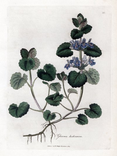 Bluszcz naziemny - bluszcz pospolity, Glecoma hederacea. Ręcznie kolorowany miedzioryt z ilustracji botanicznej autorstwa Jamesa Sowerby