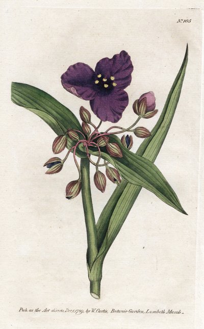 Tradescantia ou setcreasee - litografia Jamesa Sowerby