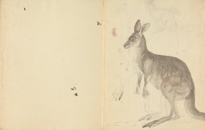 Dois cangurus com detalhes polonês autorstwa James Sowerby