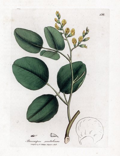 Odmiana fabacee (roślin strączkowych) - Czerwone drzewo sandałowe, Pterocarpus santalinus. Ręcznie kolorowany miedzioryt z ilustracji botanicznej autorstwa Jamesa Sowerby