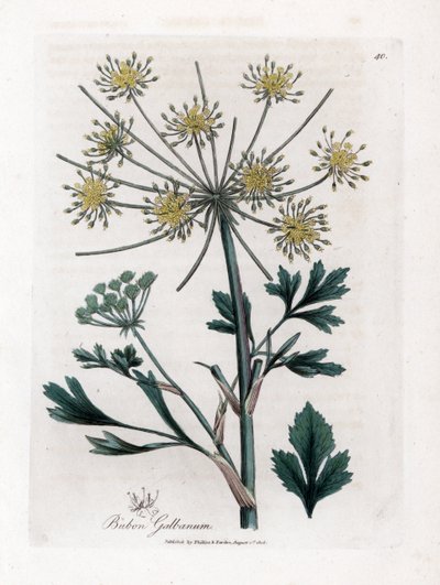 Odmiana baldaszkowata produkująca gumę żywiczną - Bubon lubczyk liściasty, Bubon galbanum. Ręcznie kolorowany miedzioryt z ilustracji botanicznej autorstwa Jamesa Sowerby