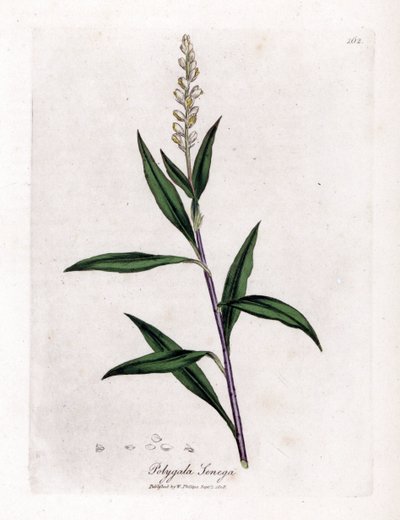 Virginia polygale lub trawa mleczna - Senega, Polygala senega. Ręcznie kolorowany miedzioryt z ilustracji botanicznej autorstwa Jamesa Sowerby