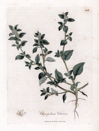 Vuvaire - Śmierdząca gęsia stopa, Chenopodium vulvaria. Ręcznie kolorowany miedzioryt z ilustracji botanicznej autorstwa Jamesa Sowerby