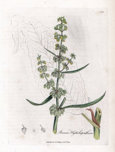 Cierpliwość wodna lub Cierpliwość wodna - Wielki dok wodny, Rumex hydrolapathum. Ręcznie kolorowany miedzioryt z ilustracji botanicznej autorstwa Jamesa Sowerby