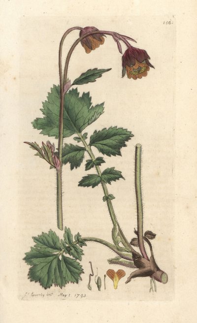 Kruki wodne, Geum rywale Odręczny miedzioryt według ilustracji Jamesa Sowerby