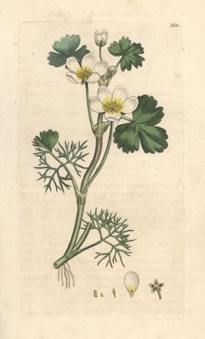 Wrośnica wodna, Ranunculus aquatilis (Aquatic Buttercup) Ręcznie kolorowany miedzioryt według ilustracji Jamesa Sowerby