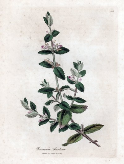 Wodny germandree - Wodny germander, Teucrium scordium. Ręcznie kolorowany miedzioryt z ilustracji botanicznej autorstwa Jamesa Sowerby