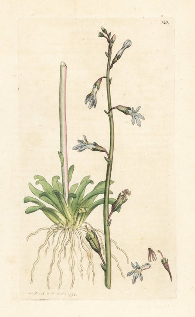 Lobelia wodna, Lobelia dortmanna (Lobelie de Dortmann) Ręcznie kolorowany miedzioryt według ilustracji Jamesa Sowerby