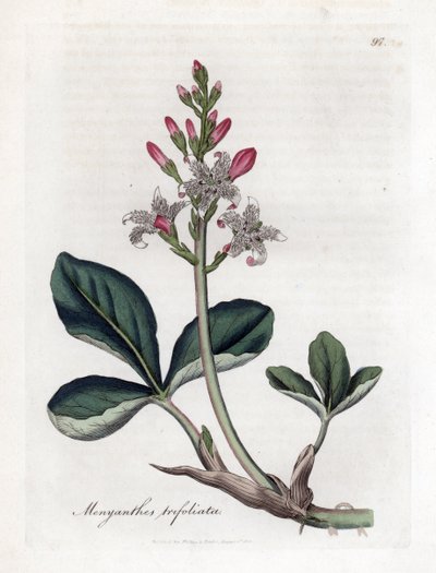Koniczyna wodna lub buckbean, Menyanthes trifoliata. Ręcznie kolorowany miedzioryt z ilustracji botanicznej autorstwa Jamesa Sowerby
