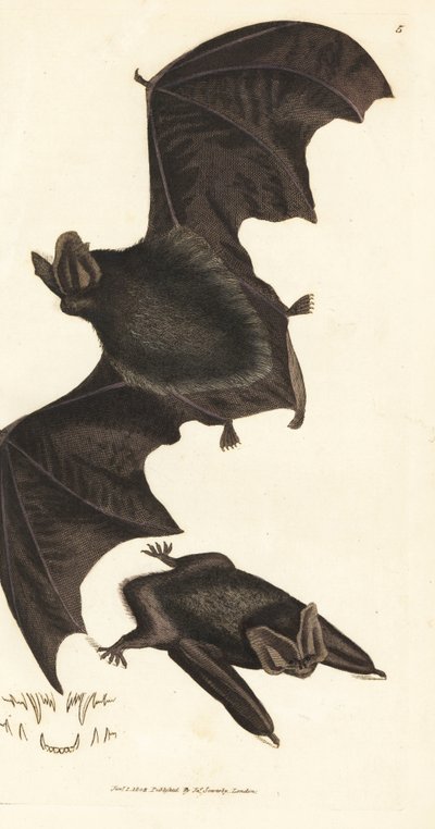 Barbastelle zachodni, Barbastella barbastellus barbastellus (Vespertilio barbastellus). Miedzioryt ręcznie barwiony autorstwa Jamesa Sowerby