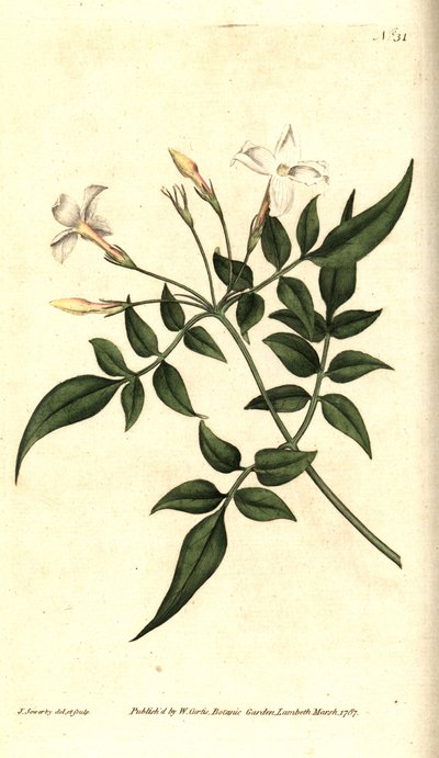 White Jasmine (lub Jasmine officinale) - Jaśmin pospolity lub Jessamine, Jasminum officinale. Ręcznie grawerowany miedzioryt i ilustracja botaniczna autorstwa Jamesa Sowerby