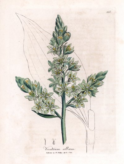 Biały Veratre (dawniej biały ciemiernik) - Biały ciemiernik, album Veratrum. Ręcznie kolorowany miedzioryt z ilustracji botanicznej autorstwa Jamesa Sowerby