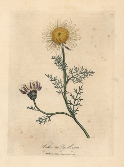 Biały i żółty rumianek hiszpański, Anthemis pyrethrum autorstwa James Sowerby