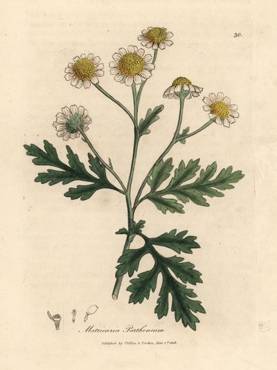 Matricaria parthenium o białych i żółtych kwiatach autorstwa James Sowerby
