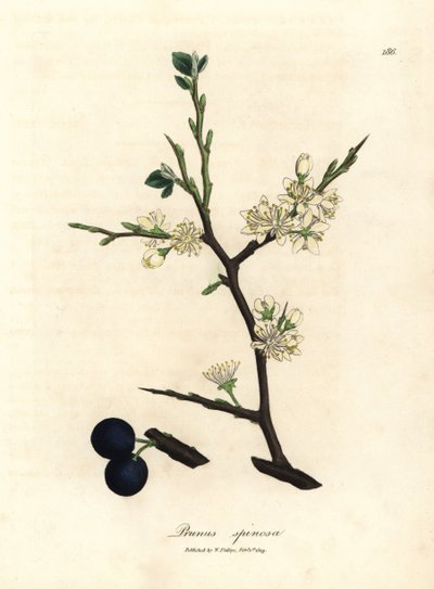 Białe kwiaty i niebieskie jagody drzewa tarniny, Prunus spinosa autorstwa James Sowerby