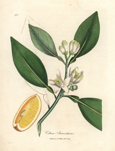 Segment białych kwiatów i dojrzałych owoców drzewa pomarańczowego, Citrus aurantium autorstwa James Sowerby