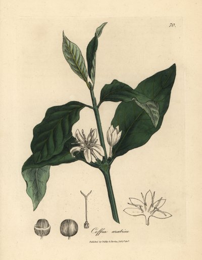 Biały kwiat, liście i fasola rośliny kawy, Coffea arabica autorstwa James Sowerby