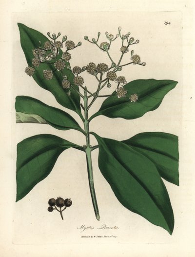 Drzewo o białych kwiatach, Myrtus pimenta autorstwa James Sowerby
