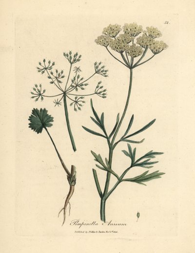 Anyż o białych kwiatach, Pimpinella anisum autorstwa James Sowerby