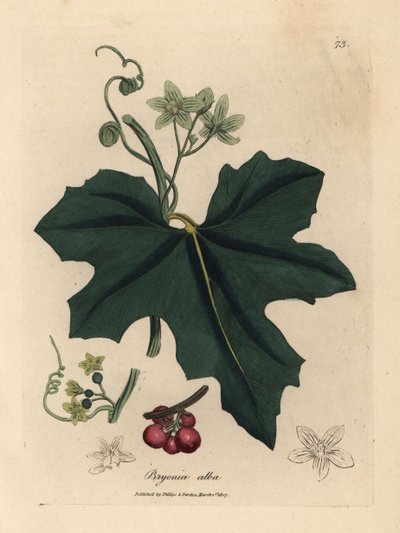 Bryonia o białych kwiatach, Bryonia alba autorstwa James Sowerby