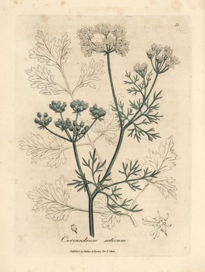 Kolendra o białych kwiatach, Coriandrum sativum autorstwa James Sowerby