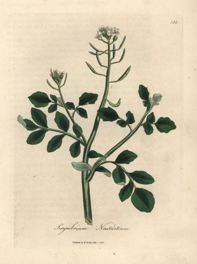 Rukiew wodna o białych kwiatach, Sisymbrium nasturcja autorstwa James Sowerby
