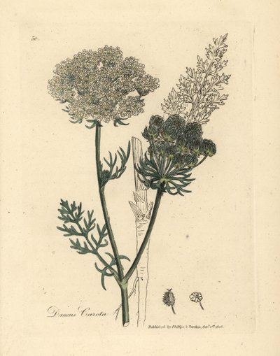 Planta de cenoura selvagem com flor branca, polonês Daucus carota autorstwa James Sowerby