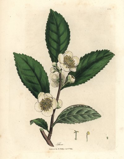 Białe kwiaty i liście zielonej herbaty, Thea bohea, Camellia sinensis autorstwa James Sowerby