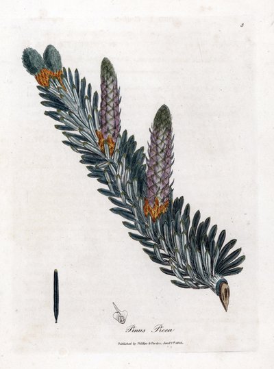 Jodła biała lub pospolita - Jodła pospolita, Abies alba. Ręcznie kolorowany miedzioryt z ilustracji botanicznej autorstwa Jamesa Sowerby
