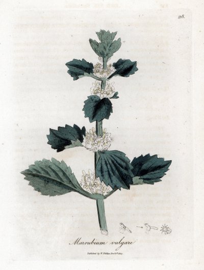 Marrube biała lub pospolita - Szanta zwyczajna, Marubium vulgare. Ręcznie kolorowany miedzioryt z ilustracji botanicznej autorstwa Jamesa Sowerby