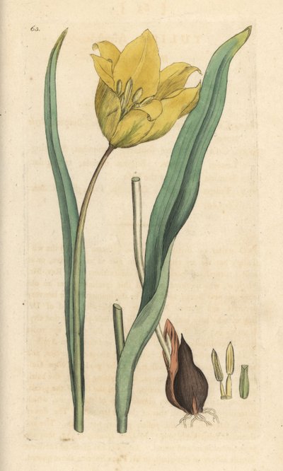 Dziki tulipan, Tulipa sylvestris (dziki tulipan) Ręcznie kolorowany miedzioryt według ilustracji Jamesa Sowerby