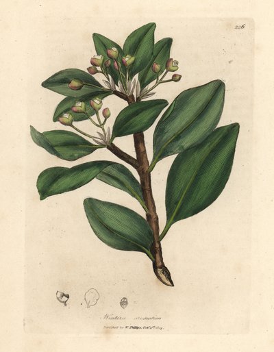 Kora zimy, Wintera aromatica, Drimys winteri autorstwa James Sowerby