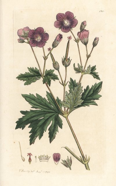 Dziób leśny lub pelargonia leśna, Geranium sylvatium (geranium drzewny) Ręcznie kolorowany miedzioryt według ilustracji Jamesa Sowerby