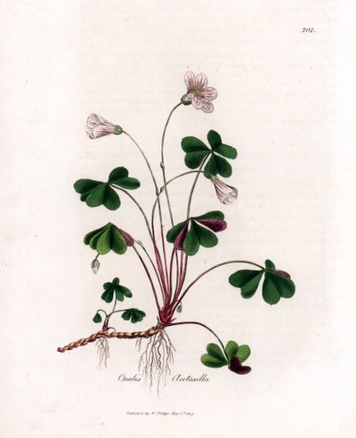 Szczaw drzewny lub szczawik drzewny - Woodsorrel, Oxalis acetosella. Ręcznie kolorowany miedzioryt z ilustracji botanicznej autorstwa Jamesa Sowerby