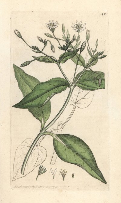 Stichwort Stellaria nemorum Odręczny miedzioryt według ilustracji Jamesa Sowerby