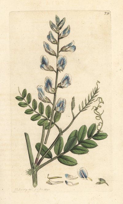 Wyka leśna, Vicia sylvatica (vesce des bois) Miedzioryt ręcznie barwiony na podstawie ilustracji autorstwa Jamesa Sowerby