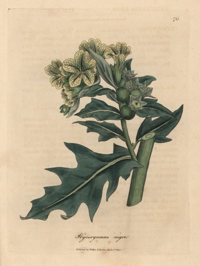 Lulek czarny o żółtych kwiatach, Hyoscyamus niger autorstwa James Sowerby