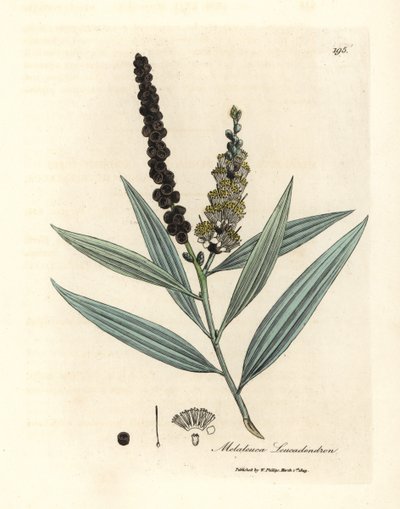 Drzewo cajeput o żółtych kwiatach, Melaleuca leucadendron autorstwa James Sowerby