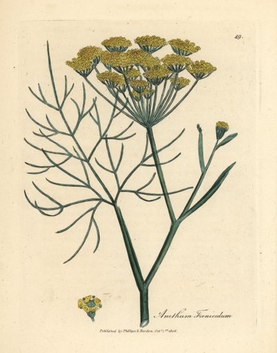 Koper żółty kwitnący, Anethum foeniculum autorstwa James Sowerby