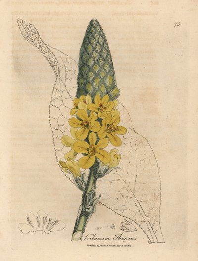 Verbascum thapsuspolish de grandes folhas largas e flores amarelas autorstwa James Sowerby