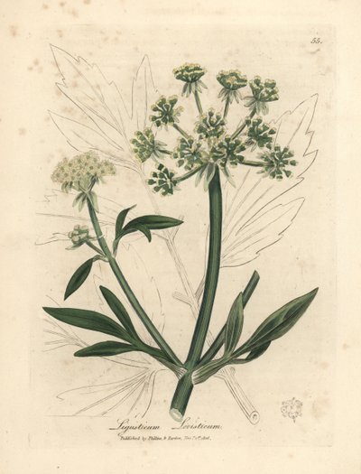 Żółto kwitnący lubczyk, Ligusticum levisticum autorstwa James Sowerby