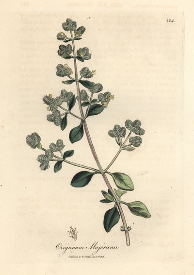 Manjerona doce florida amarela, Origanum majoranapolish autorstwa James Sowerby