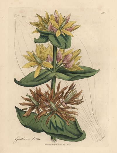 Żółta goryczka, Gentiana lutea autorstwa James Sowerby